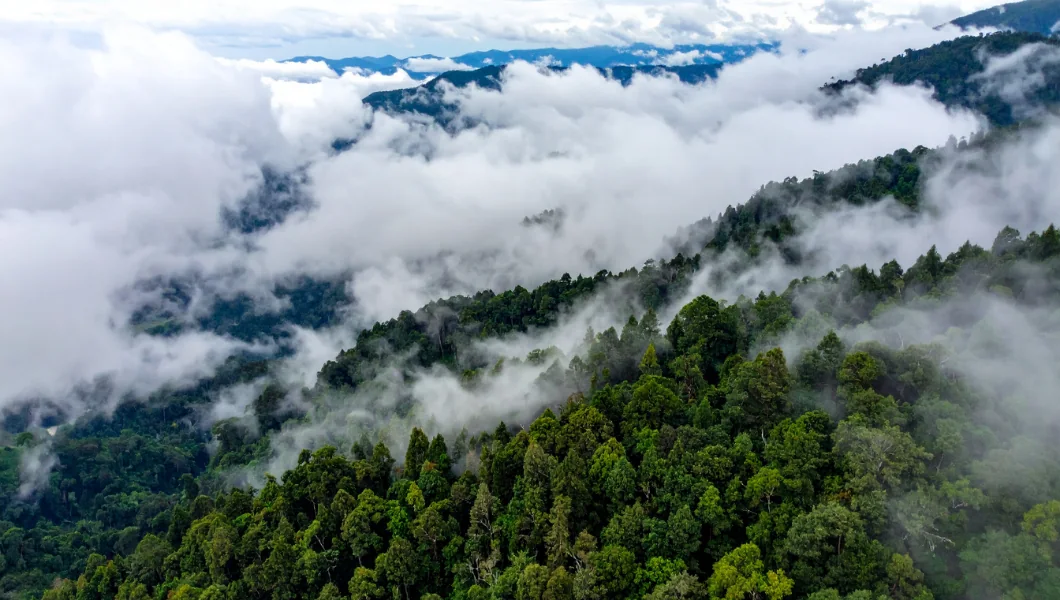 Cloud Forests Above 기사 대표 사진