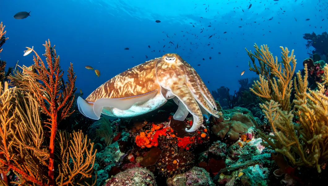 The Color-Changing Cuttlefish 기사 대표 사진